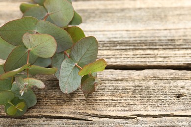 Photo of Beautiful eucalyptus branches on wooden table, closeup. Space for text