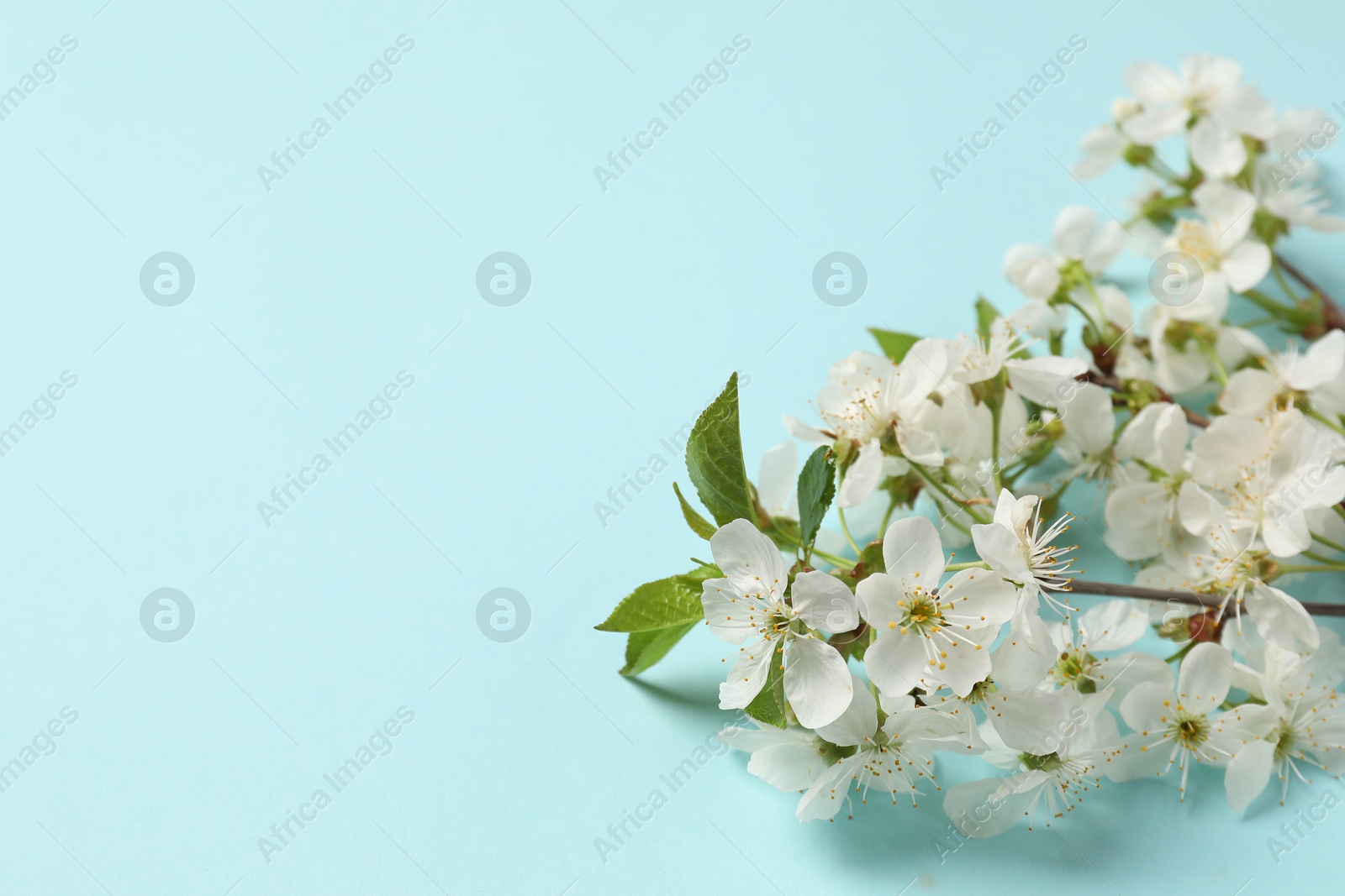 Twigs with beautiful flowers on light blue background, closeup. Space for design Photo of Twigs with beautiful flowers on light blue background, closeup. Space for design