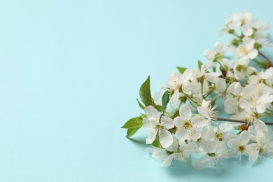 Photo of Twigs with beautiful flowers on light blue background, closeup. Space for design