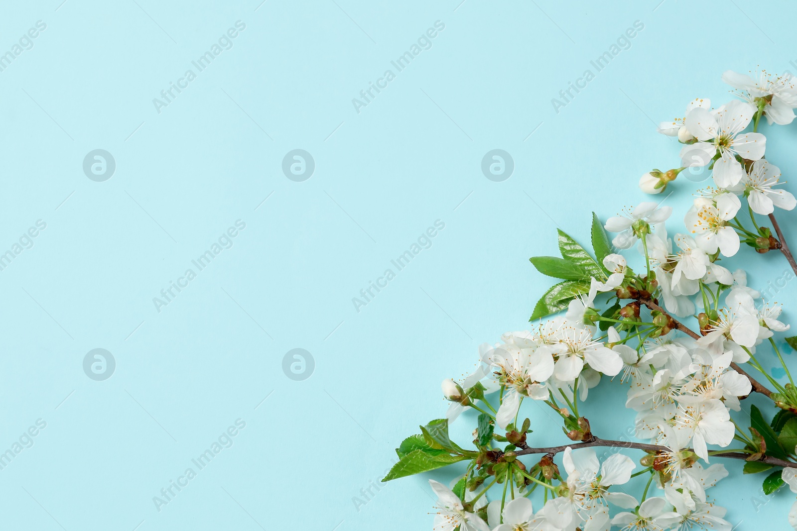 Twigs with beautiful flowers on light blue background, top view. Space for design Photo of Twigs with beautiful flowers on light blue background, top view. Space for design