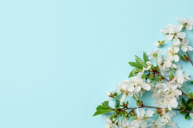 Photo of Twigs with beautiful flowers on light blue background, top view. Space for design