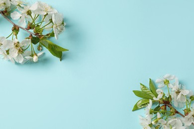 Photo of Twigs with beautiful flowers on light blue background, top view. Space for design