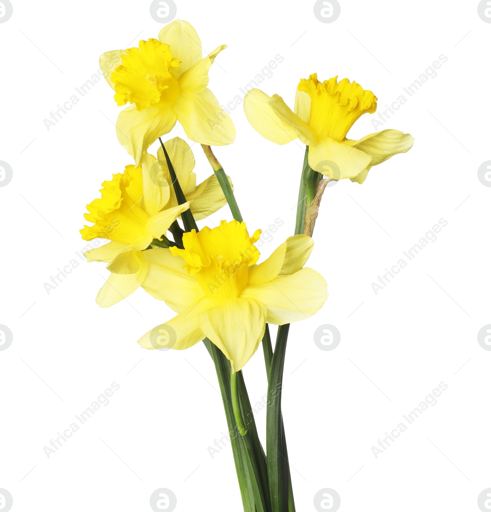 Many beautiful yellow daffodils isolated on white Photo of Many beautiful yellow daffodils isolated on white