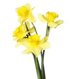 Photo of Many beautiful yellow daffodils isolated on white