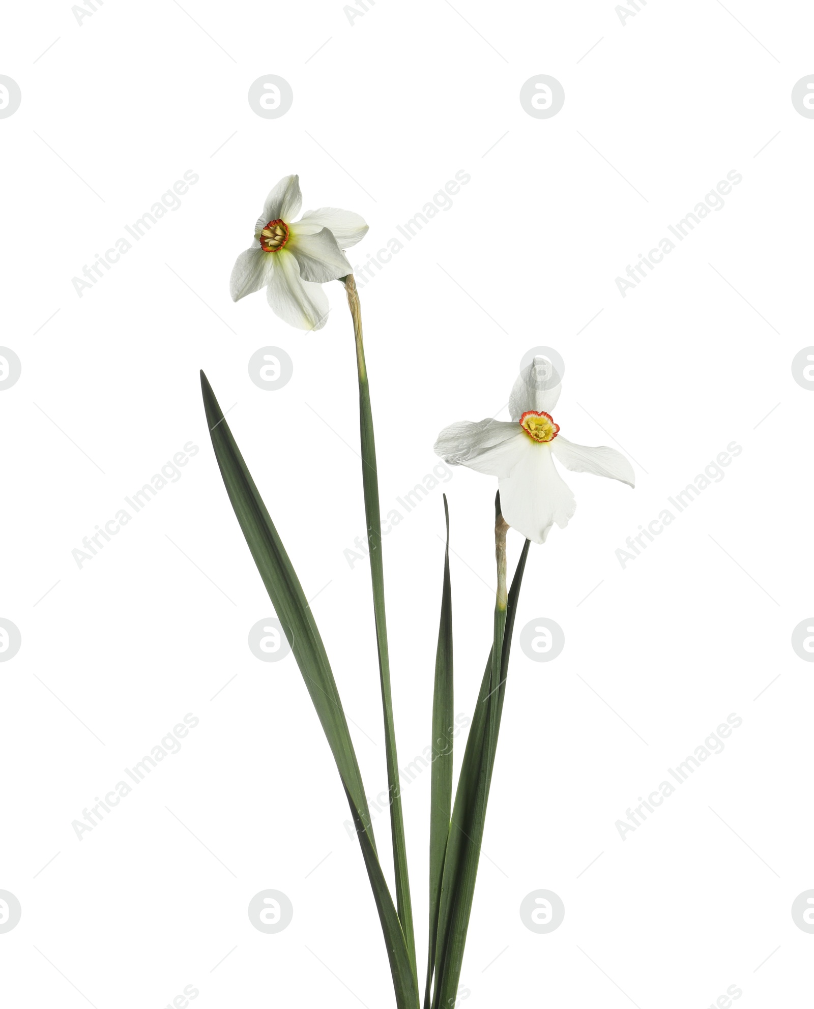 Two beautiful color daffodils isolated on white Photo of Two beautiful color daffodils isolated on white