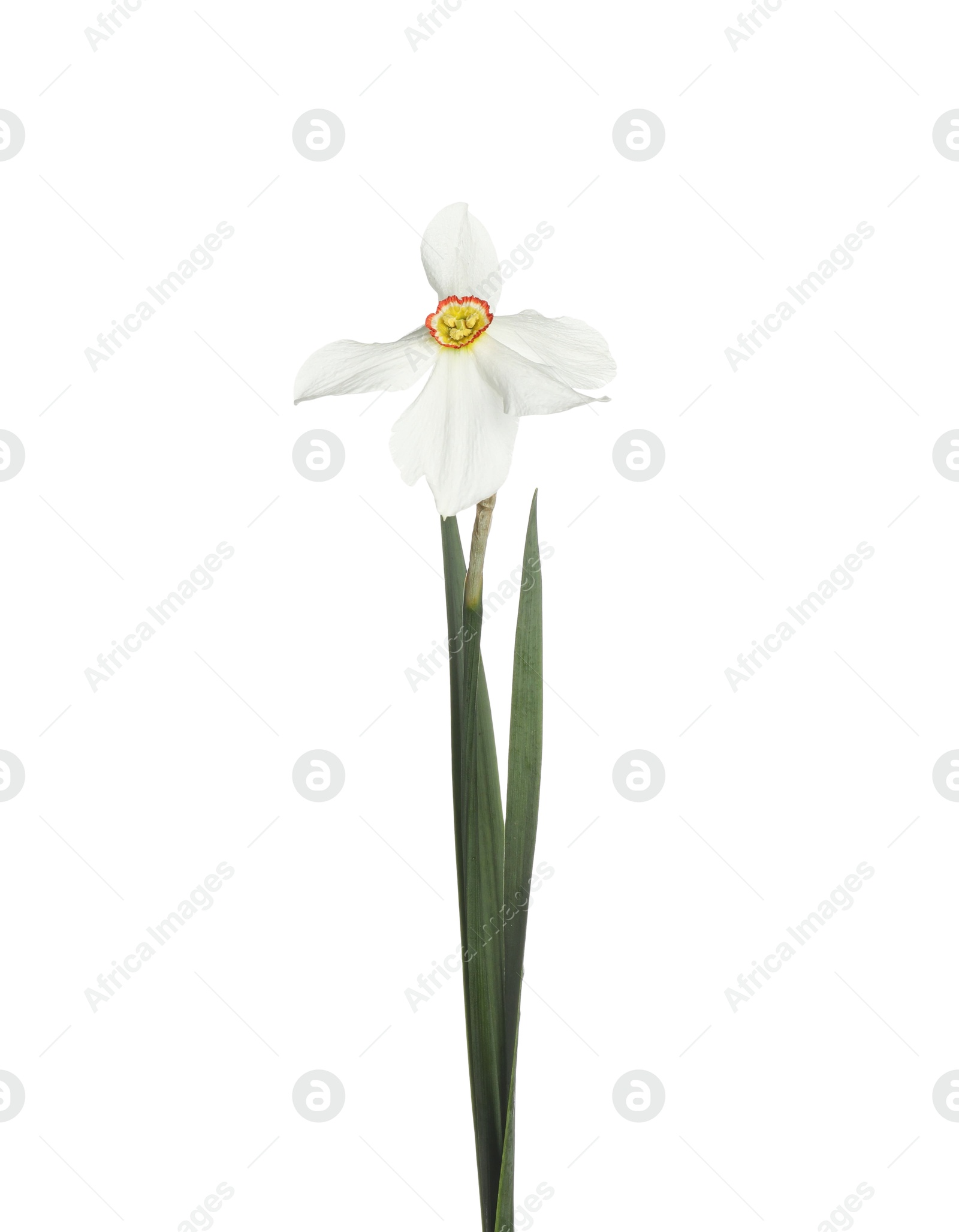 One beautiful color daffodil isolated on white Photo of One beautiful color daffodil isolated on white