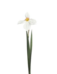 Photo of One beautiful color daffodil isolated on white