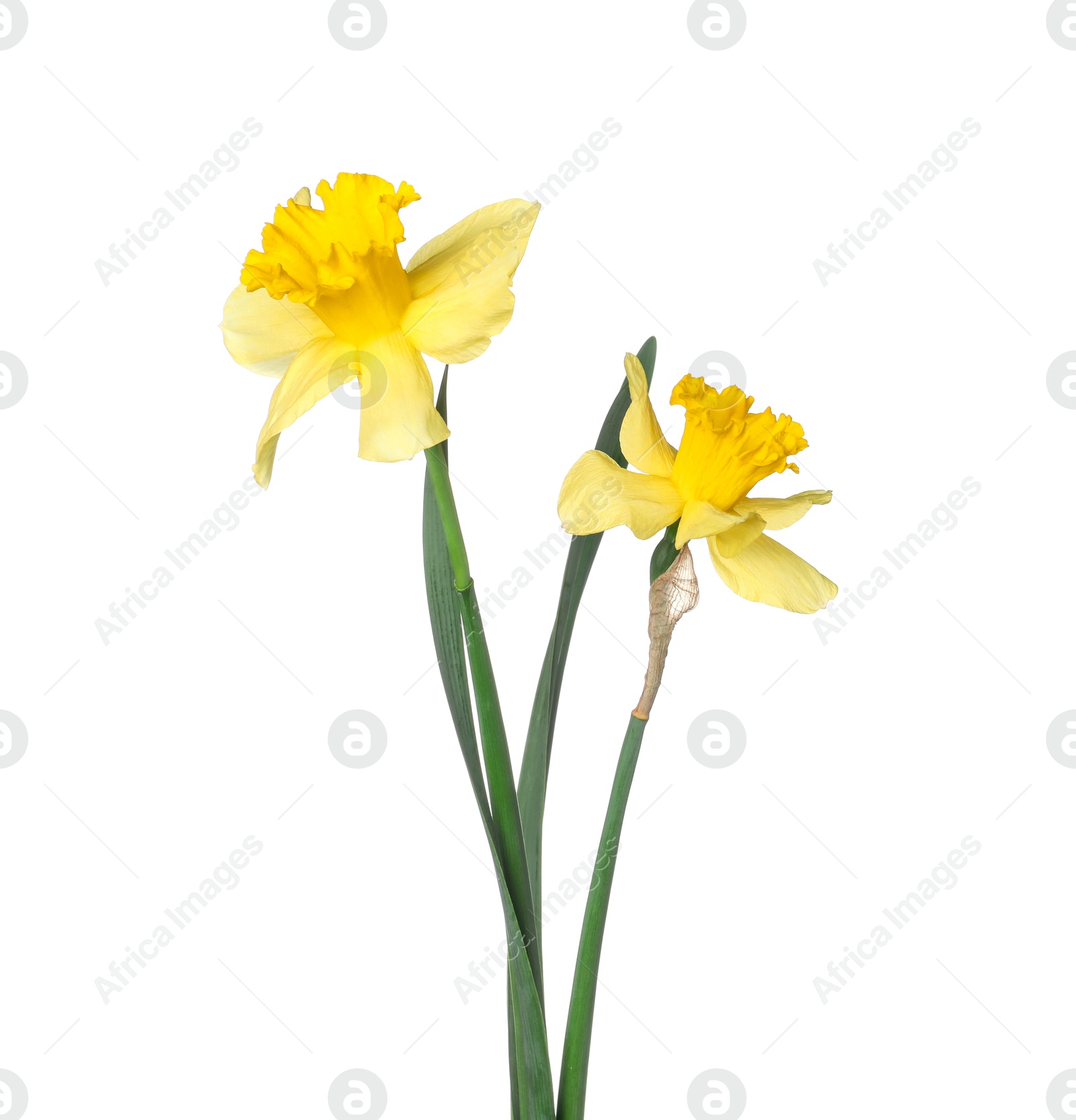 Two beautiful yellow daffodils isolated on white Photo of Two beautiful yellow daffodils isolated on white