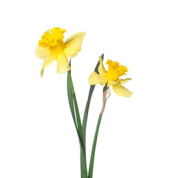 Photo of Two beautiful yellow daffodils isolated on white