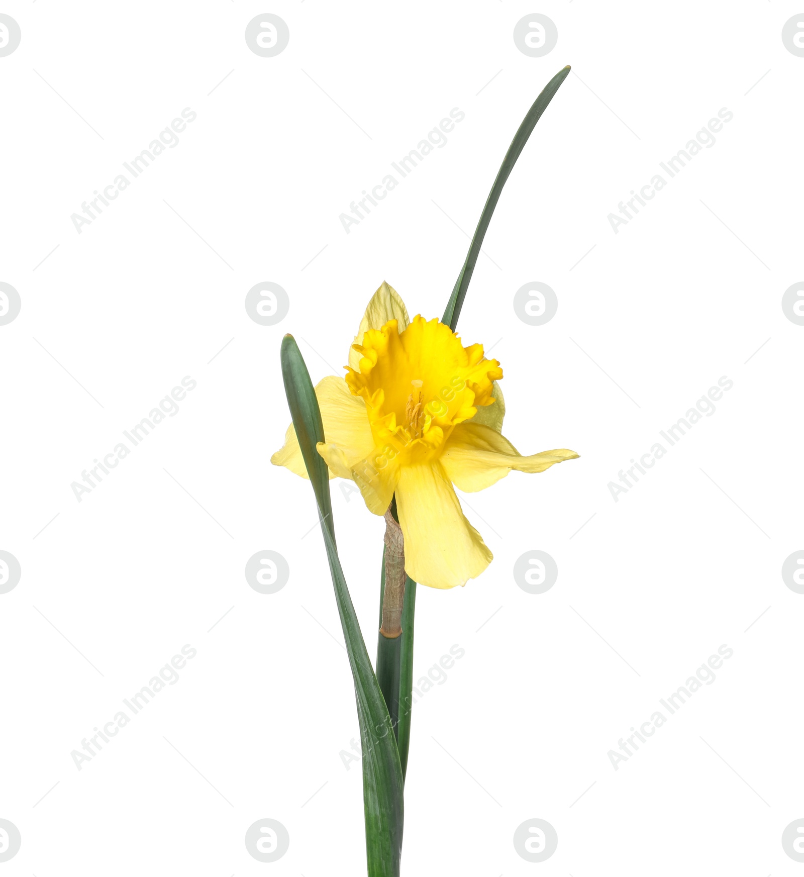 One beautiful yellow daffodil isolated on white Photo of One beautiful yellow daffodil isolated on white