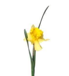 Photo of One beautiful yellow daffodil isolated on white
