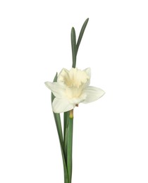 Photo of One beautiful color daffodil isolated on white