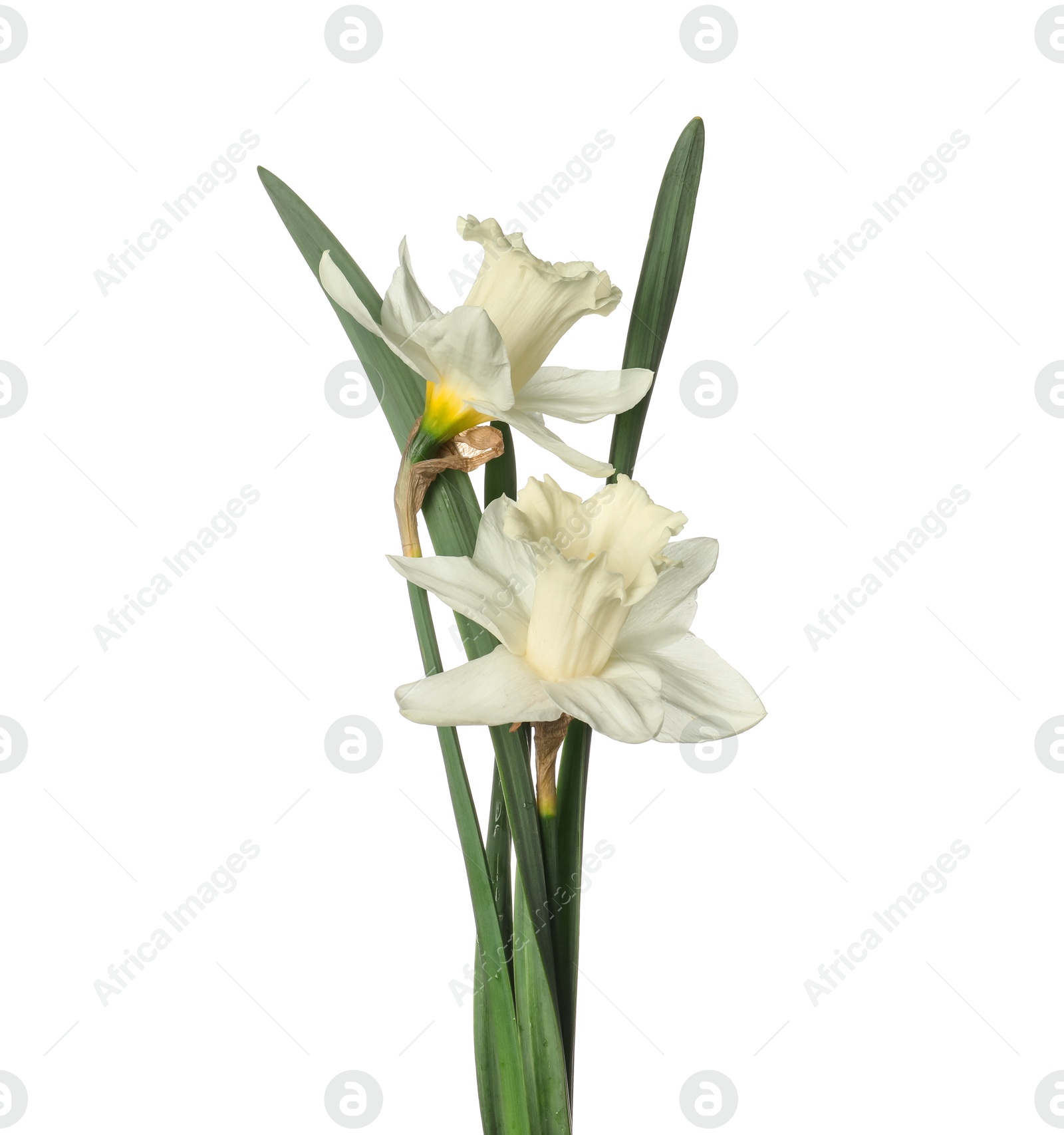 Two beautiful color daffodils isolated on white Photo of Two beautiful color daffodils isolated on white