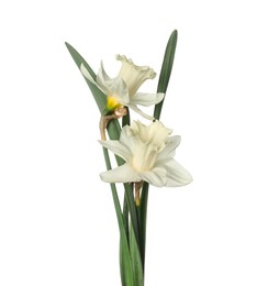 Photo of Two beautiful color daffodils isolated on white