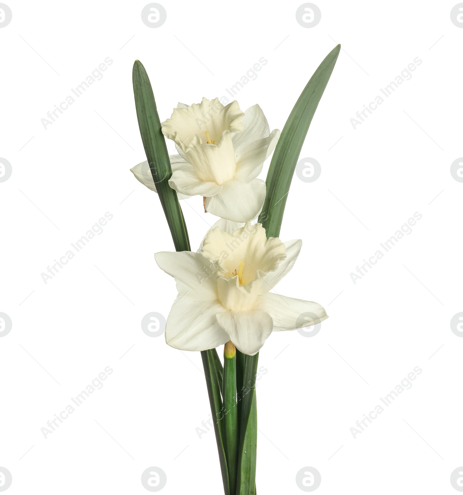 Two beautiful color daffodils isolated on white Photo of Two beautiful color daffodils isolated on white