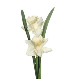 Photo of Two beautiful color daffodils isolated on white