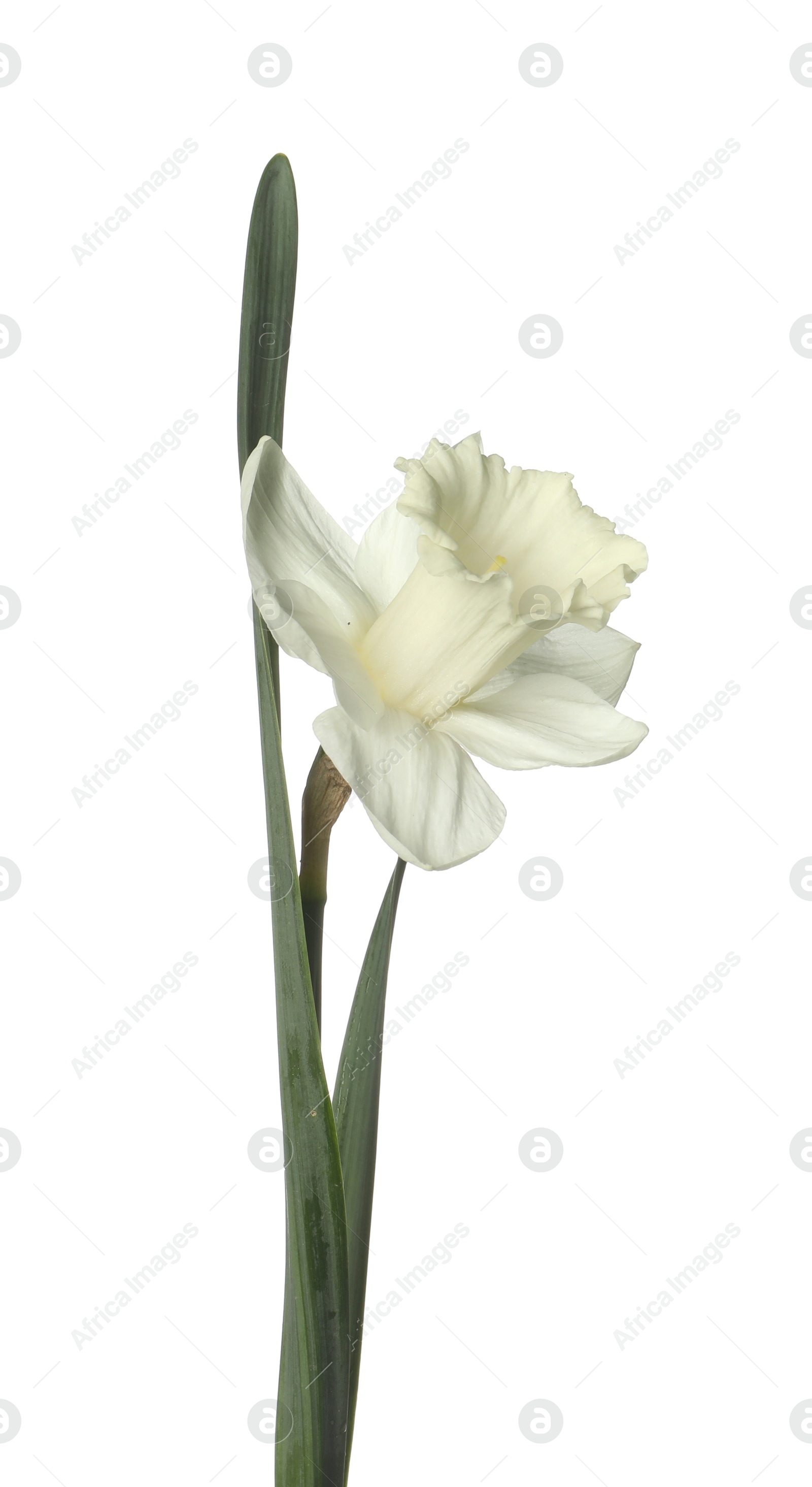 One beautiful color daffodil isolated on white Photo of One beautiful color daffodil isolated on white