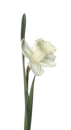Photo of One beautiful color daffodil isolated on white