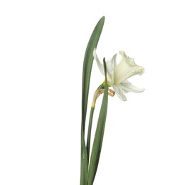 Photo of One beautiful color daffodil isolated on white