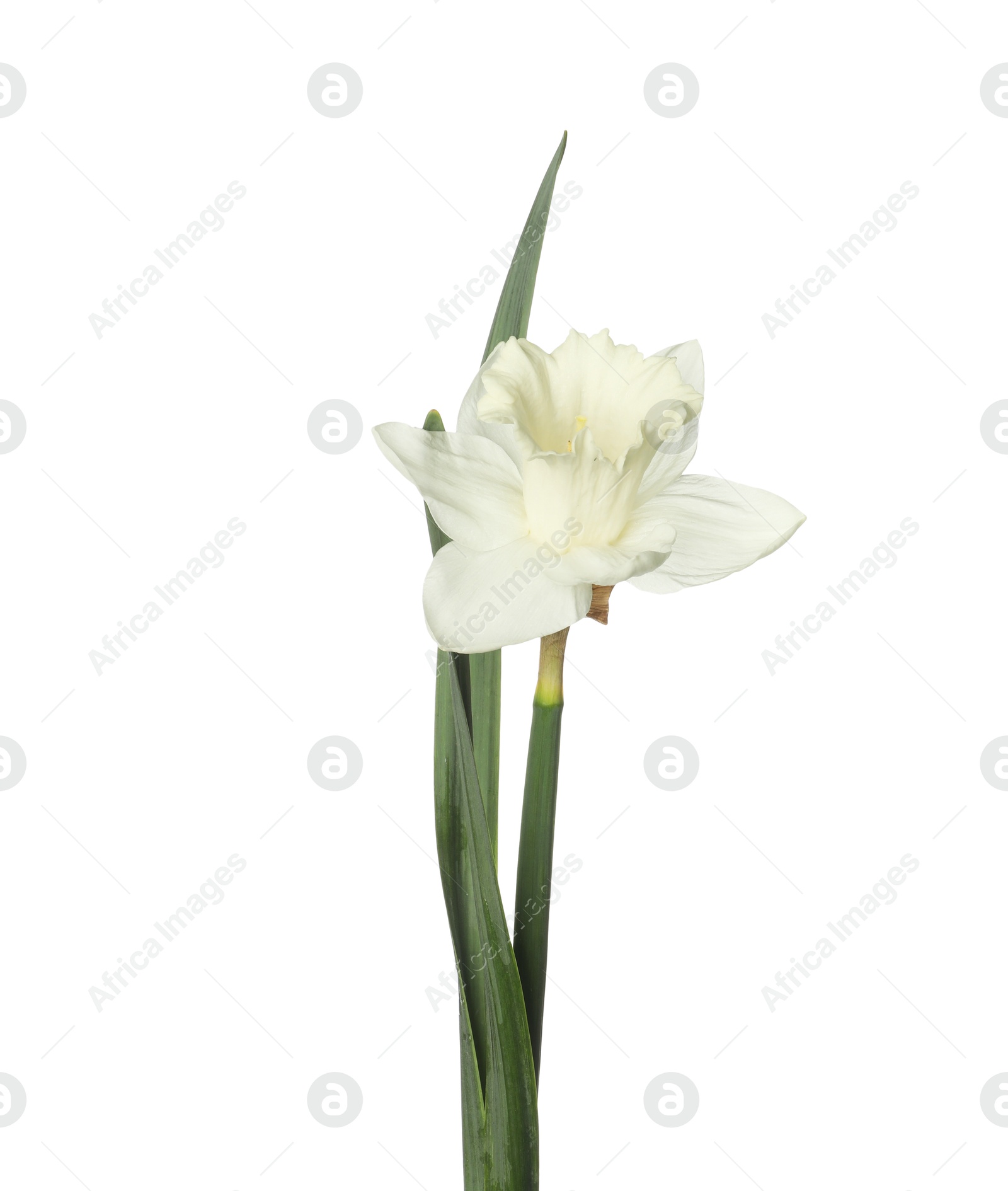 One beautiful color daffodil isolated on white Photo of One beautiful color daffodil isolated on white