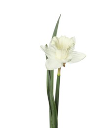 Photo of One beautiful color daffodil isolated on white