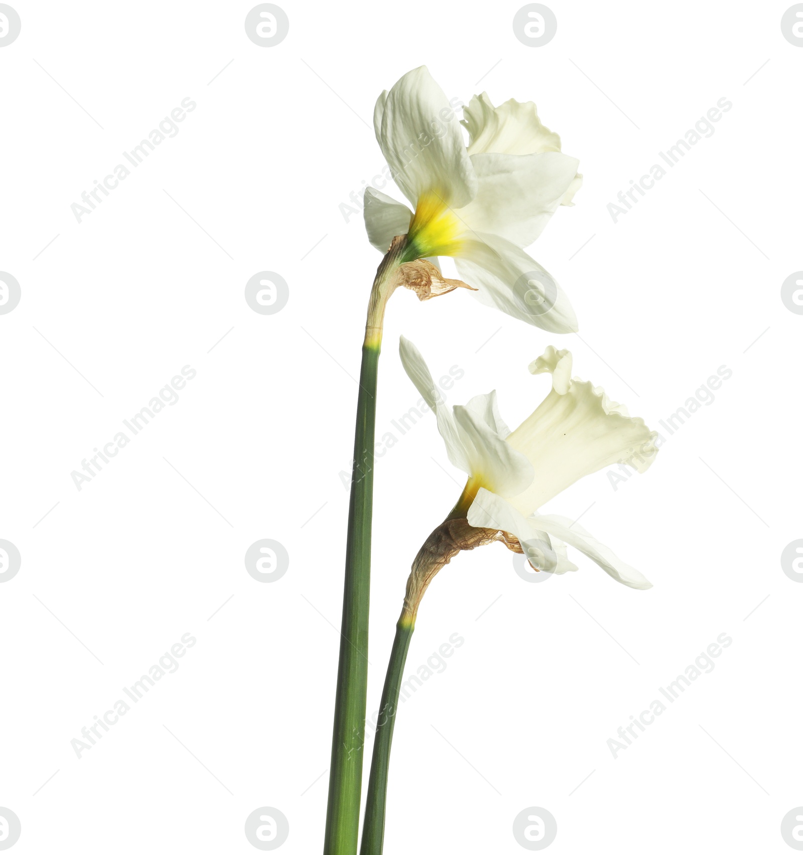 Two beautiful color daffodils isolated on white Photo of Two beautiful color daffodils isolated on white