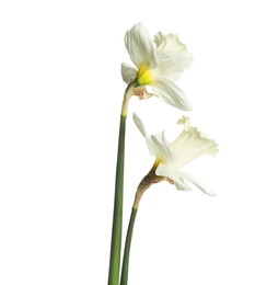 Photo of Two beautiful color daffodils isolated on white
