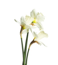 Photo of Three beautiful color daffodils isolated on white
