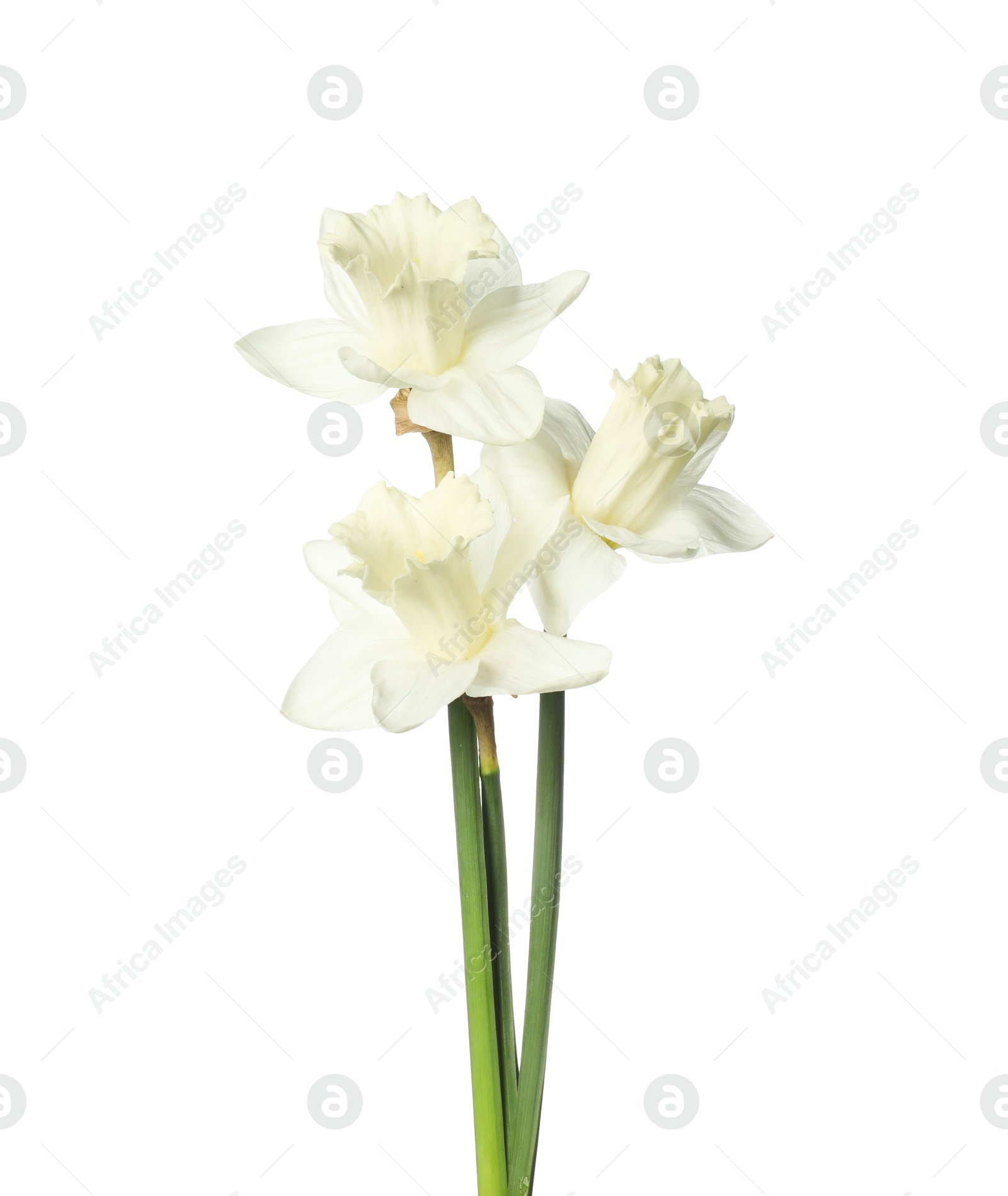 Three beautiful color daffodils isolated on white Photo of Three beautiful color daffodils isolated on white