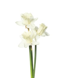 Photo of Three beautiful color daffodils isolated on white