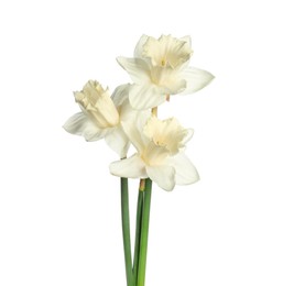 Photo of Three beautiful color daffodils isolated on white