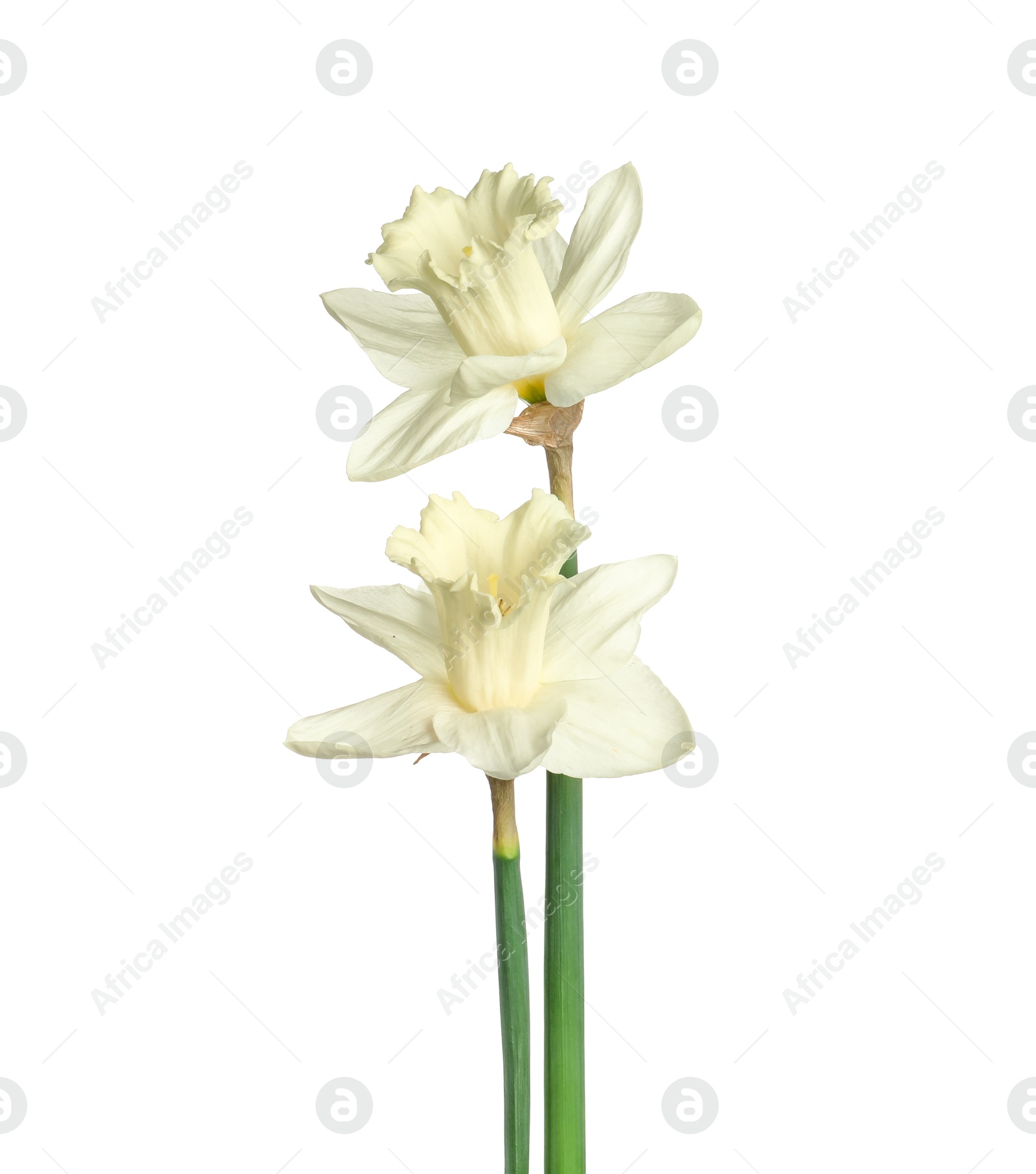 Two beautiful color daffodils isolated on white Photo of Two beautiful color daffodils isolated on white