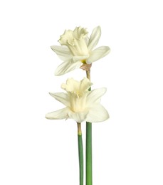 Photo of Two beautiful color daffodils isolated on white