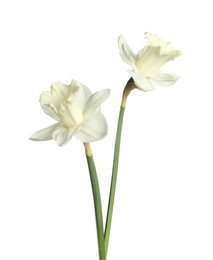Photo of Two beautiful color daffodils isolated on white