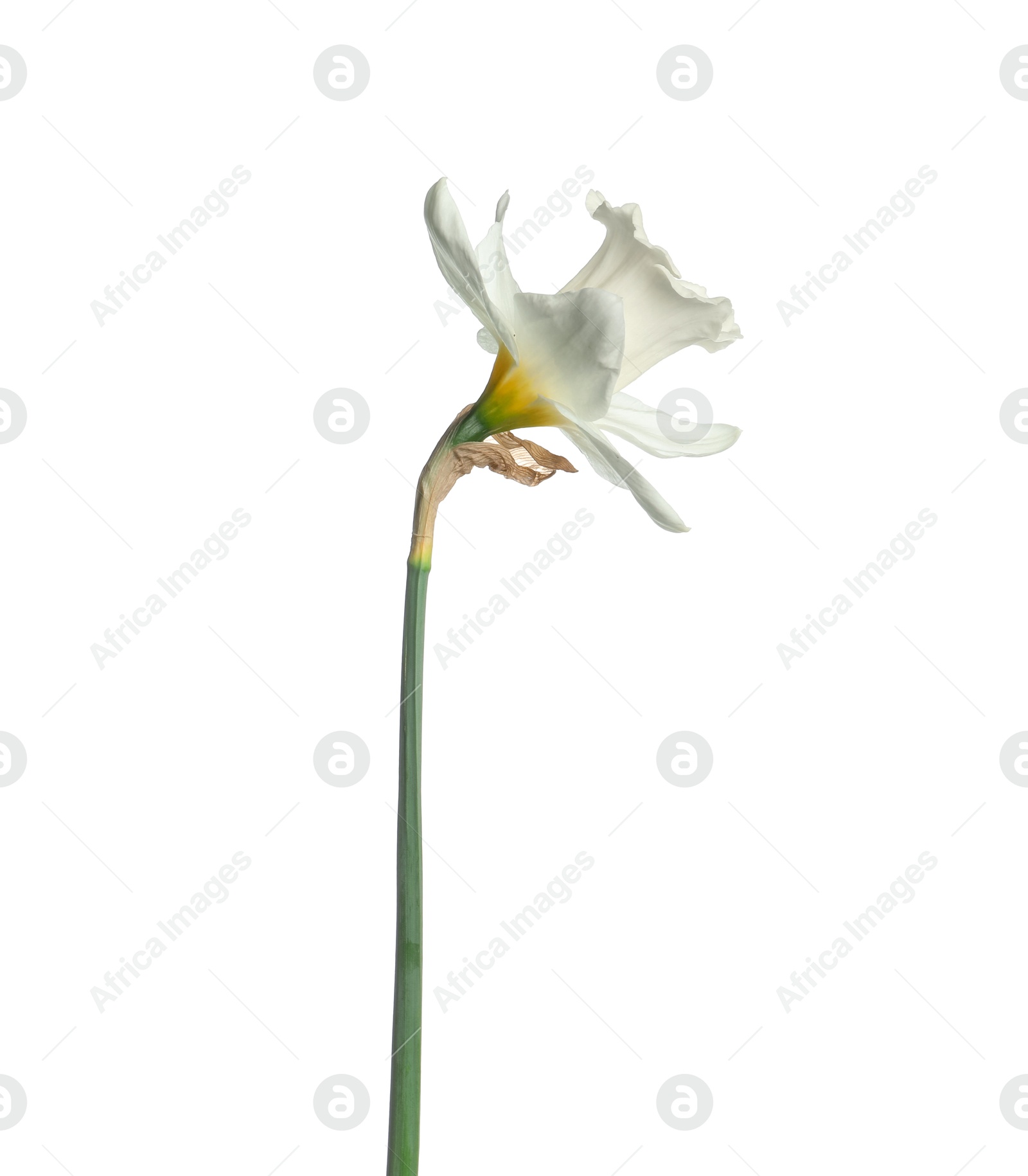 One beautiful color daffodil isolated on white Photo of One beautiful color daffodil isolated on white
