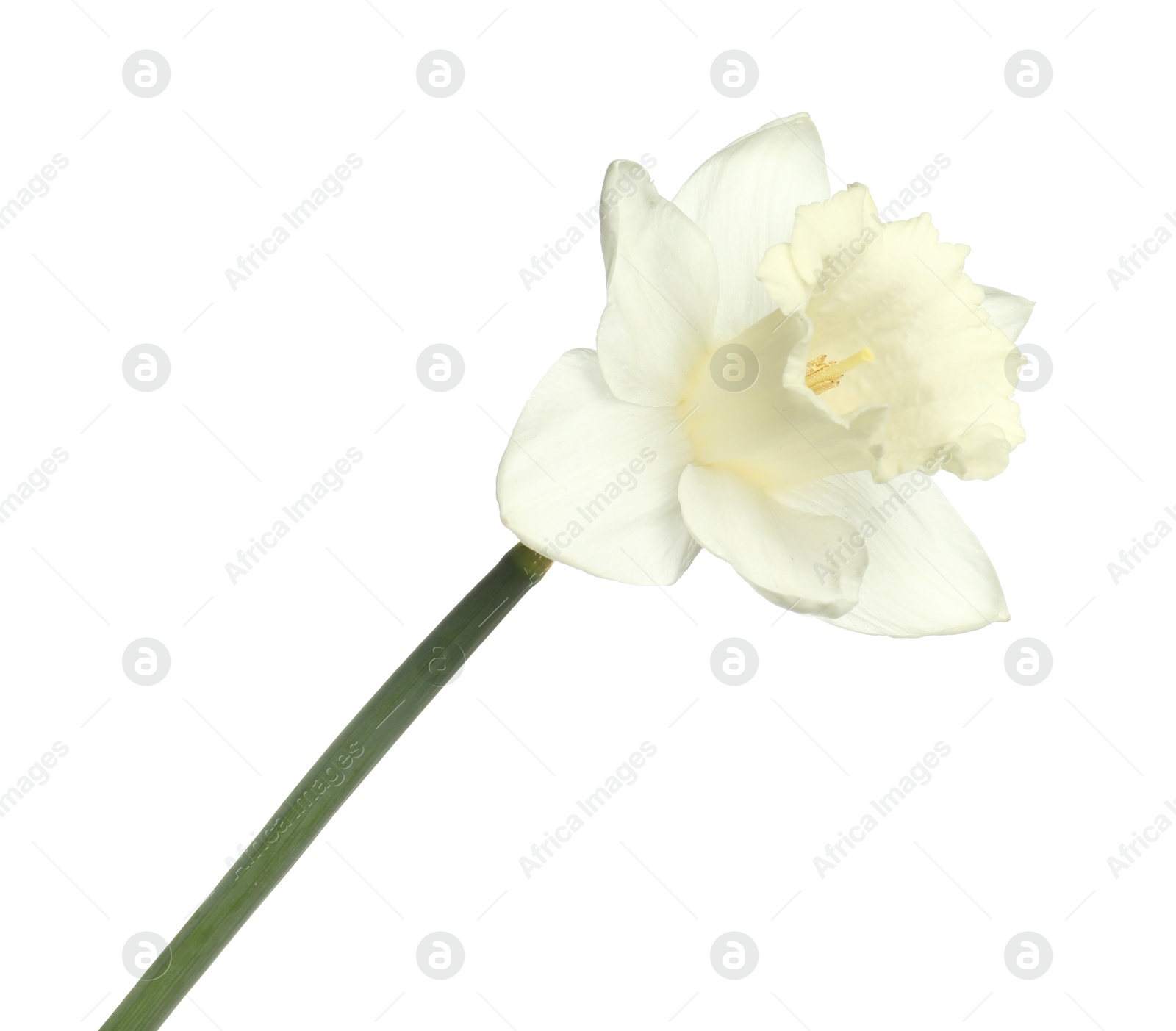 One beautiful color daffodil isolated on white Photo of One beautiful color daffodil isolated on white