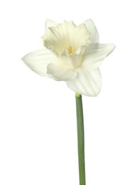 Photo of One beautiful color daffodil isolated on white