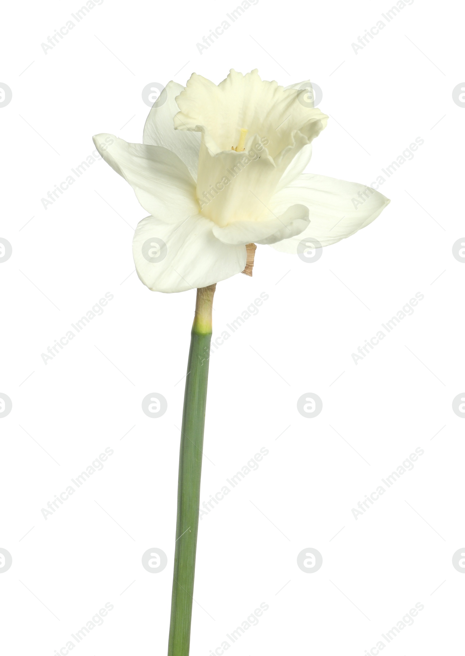 One beautiful color daffodil isolated on white Photo of One beautiful color daffodil isolated on white