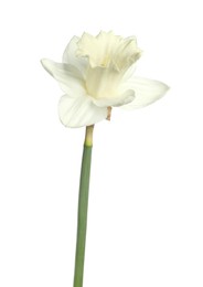 Photo of One beautiful color daffodil isolated on white