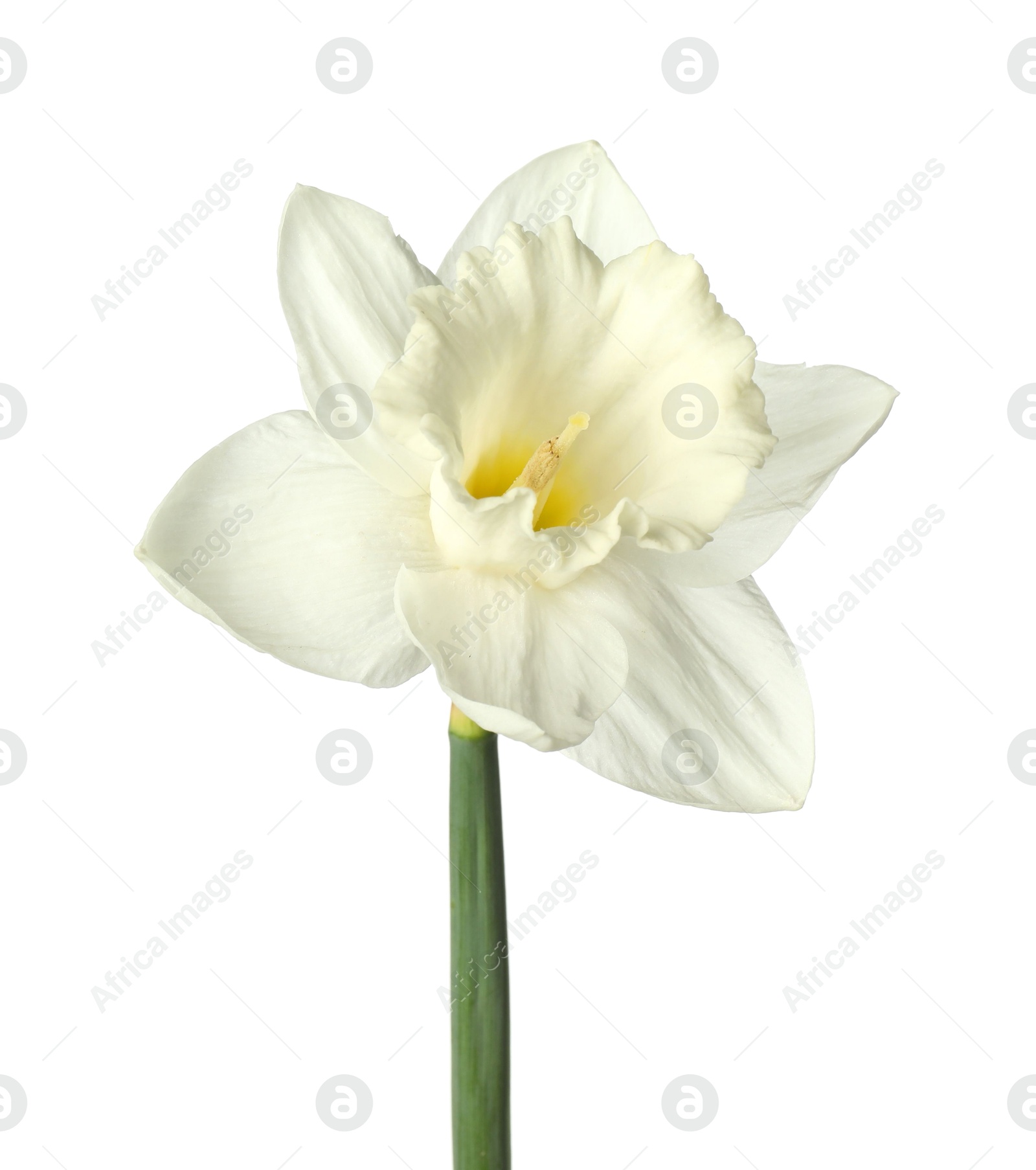 One beautiful color daffodil isolated on white Photo of One beautiful color daffodil isolated on white