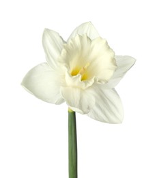 Photo of One beautiful color daffodil isolated on white