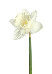 Photo of One beautiful color daffodil isolated on white
