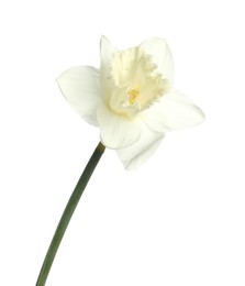 Photo of One beautiful color daffodil isolated on white