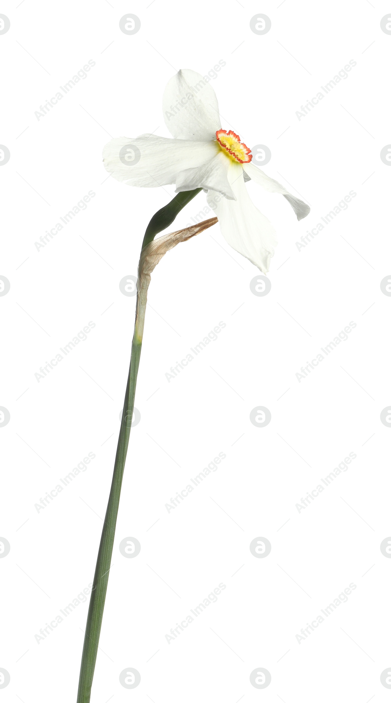 One beautiful color daffodil isolated on white Photo of One beautiful color daffodil isolated on white