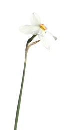 Photo of One beautiful color daffodil isolated on white