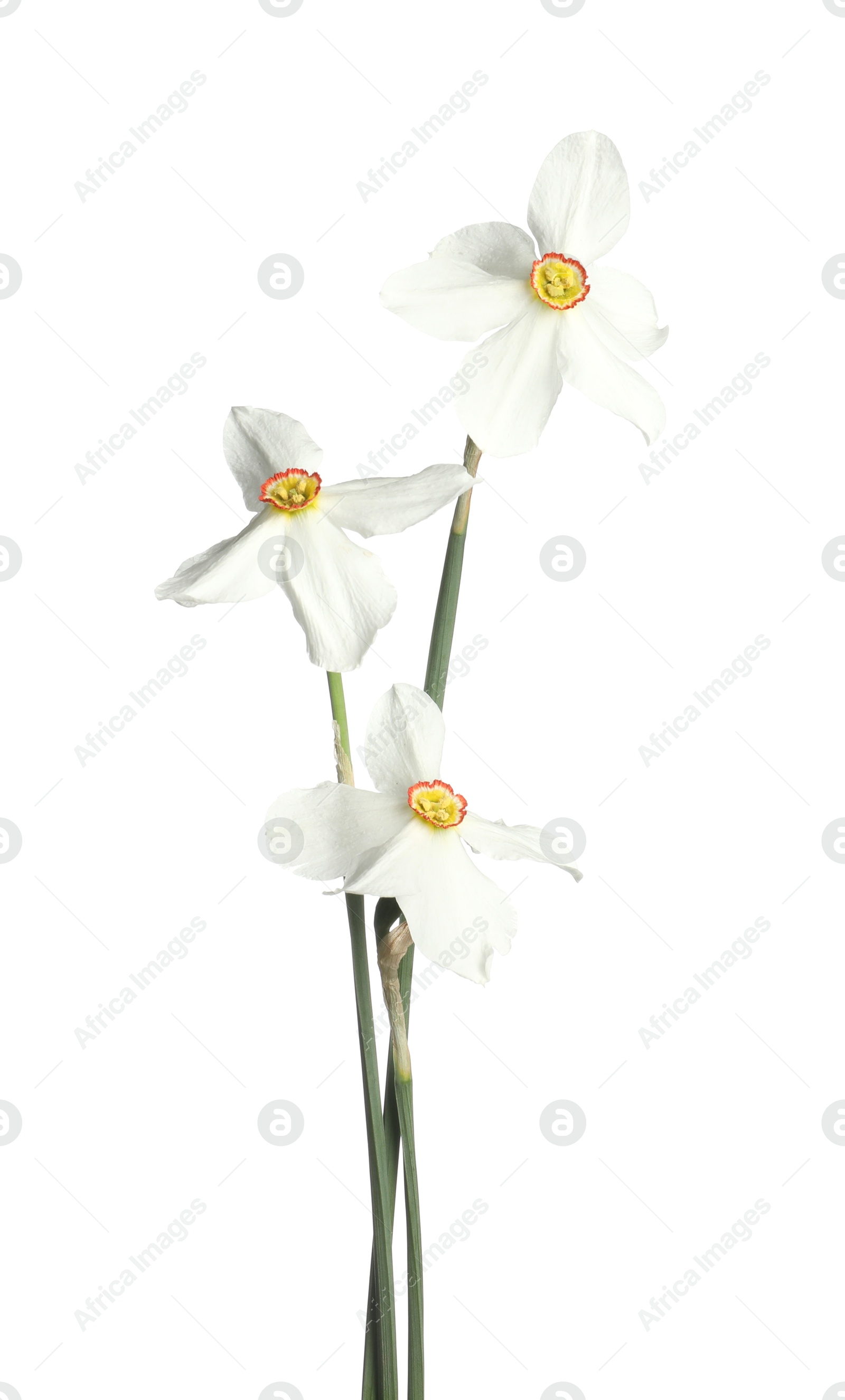 Three beautiful color daffodils isolated on white Photo of Three beautiful color daffodils isolated on white