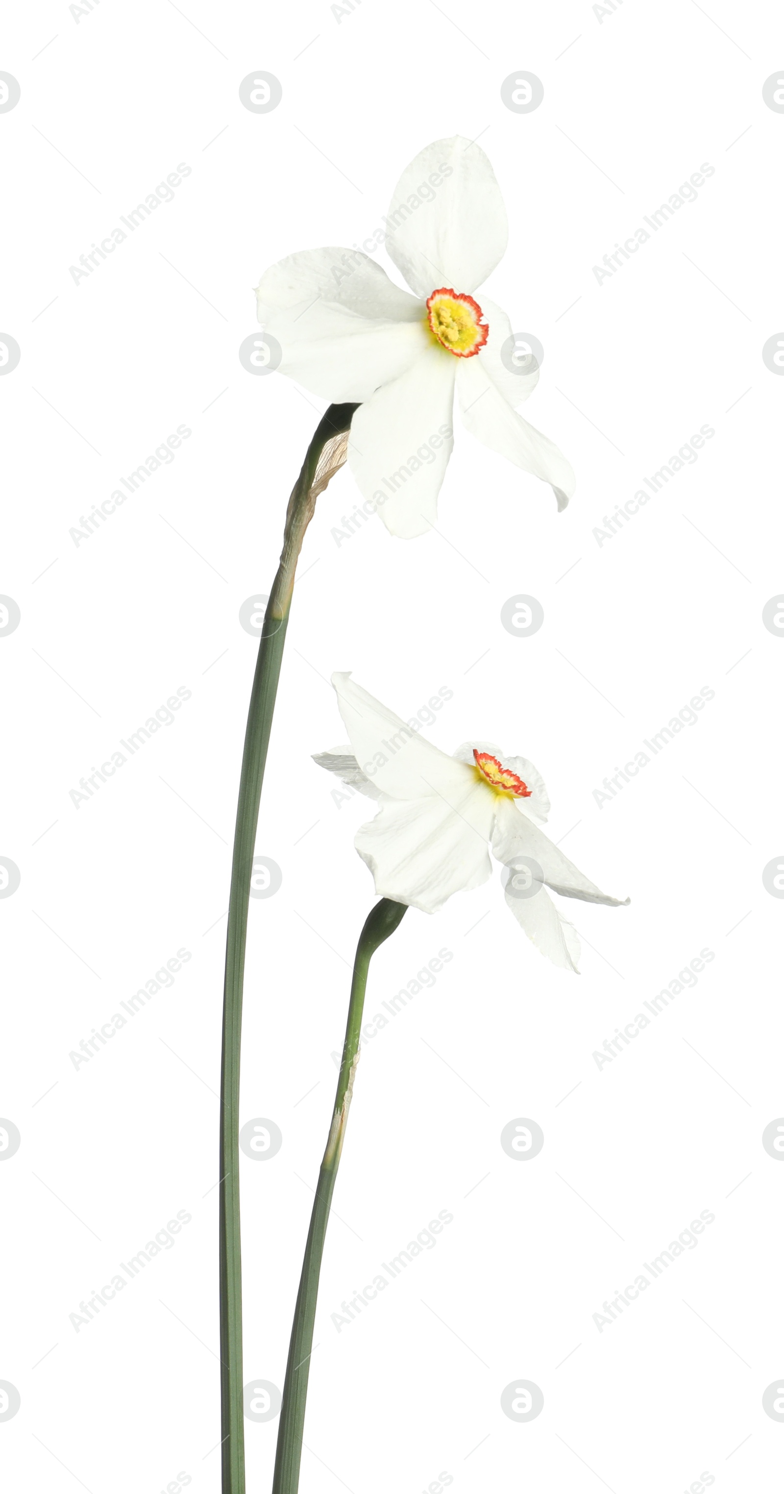 Two beautiful color daffodils isolated on white Photo of Two beautiful color daffodils isolated on white
