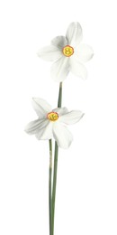 Photo of Two beautiful color daffodils isolated on white
