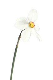 Photo of One beautiful color daffodil isolated on white