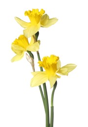 Photo of Three beautiful yellow daffodils isolated on white